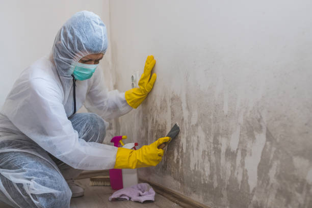 Best Certified Mold Removal  in Peculiar, MO