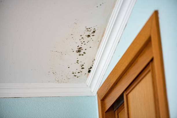 Mold Testing and Removal in Peculiar, MO